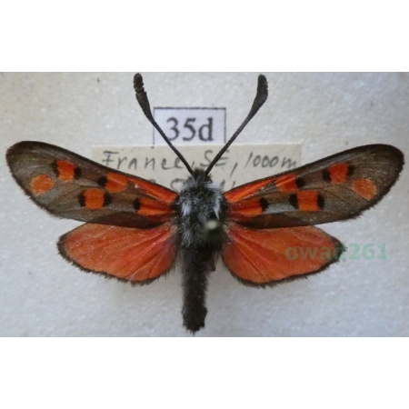 Zygaena rhadamanthus azurea Burgeff, 1914 France35d